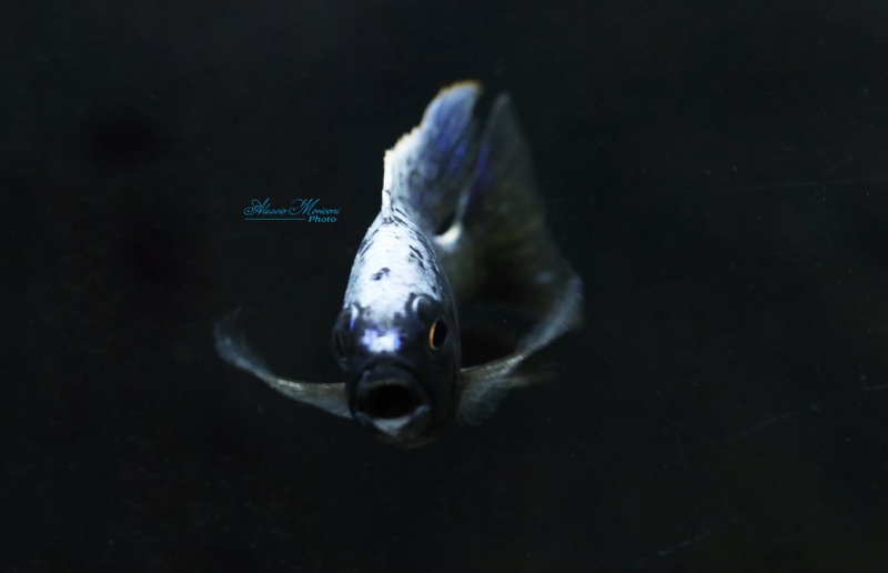 Copadichromis trewavasae 'Lupingu'